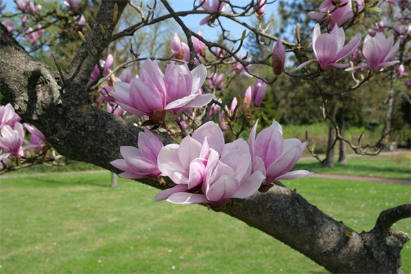 花卉博覽園的介紹(花卉博覽園的介紹和特點)